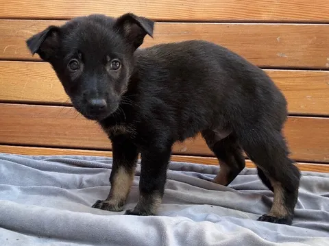 Apollo — German Shepherd Dog