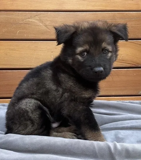 Argon — German Shepherd Dog