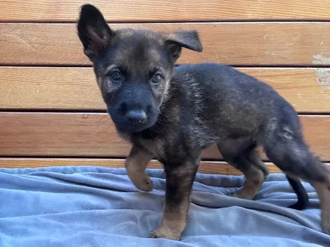 Artemis — German Shepherd Dog