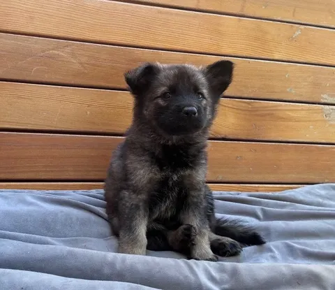 Atalanta — German Shepherd Dog