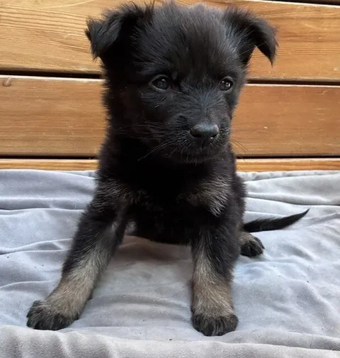 Aura — German Shepherd Dog