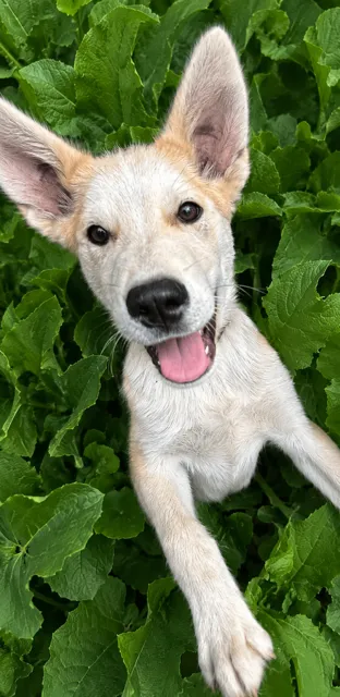 Bandit — Husky