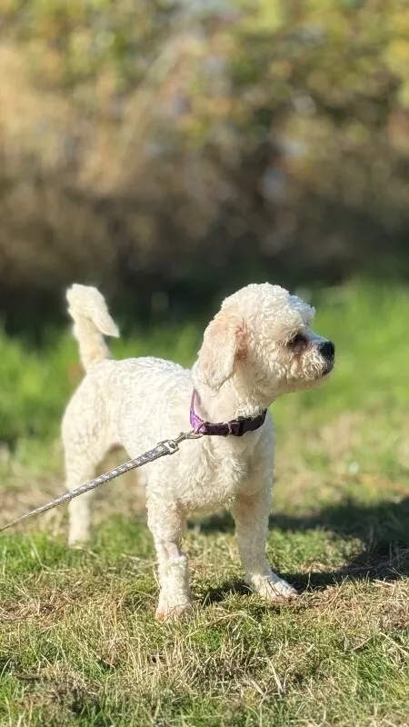 Biscuit — Bichon Frise