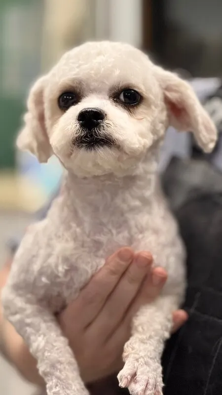 Biscuit