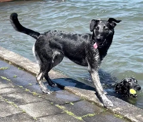 Blitz — German Shepherd Dog