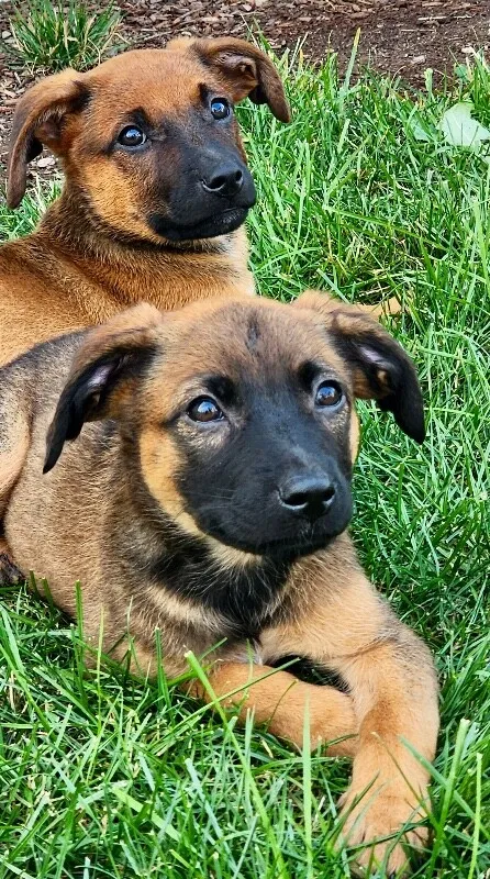 Cara