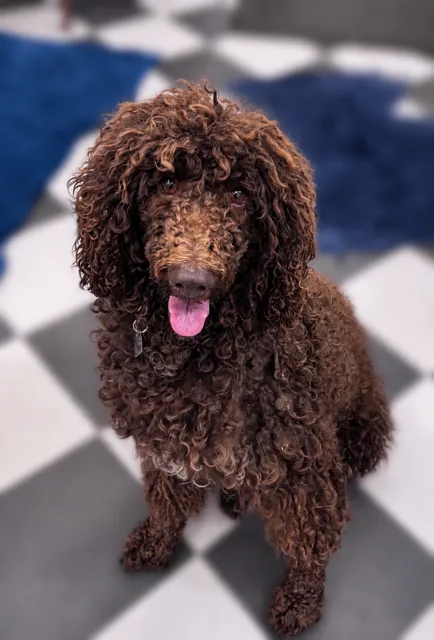 Coco
