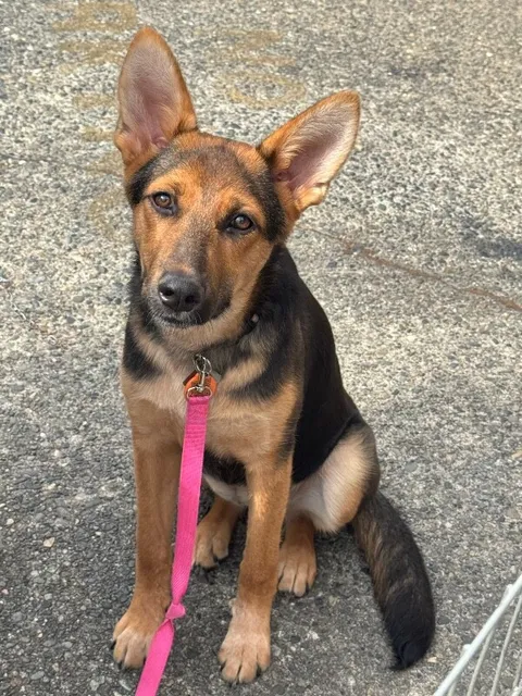 Dahlia — German Shepherd Dog