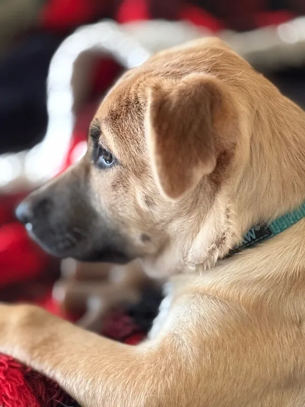 Evie