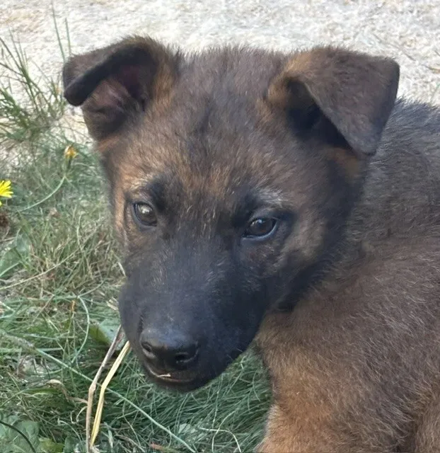 Hugo