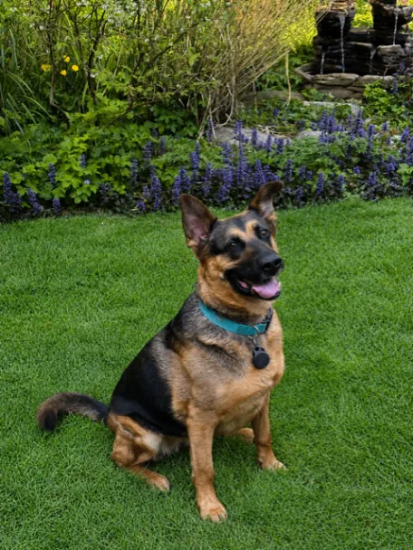 Kira — German Shepherd Dog