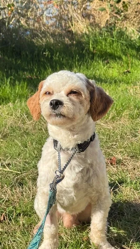 Muffin — Bichon Frise