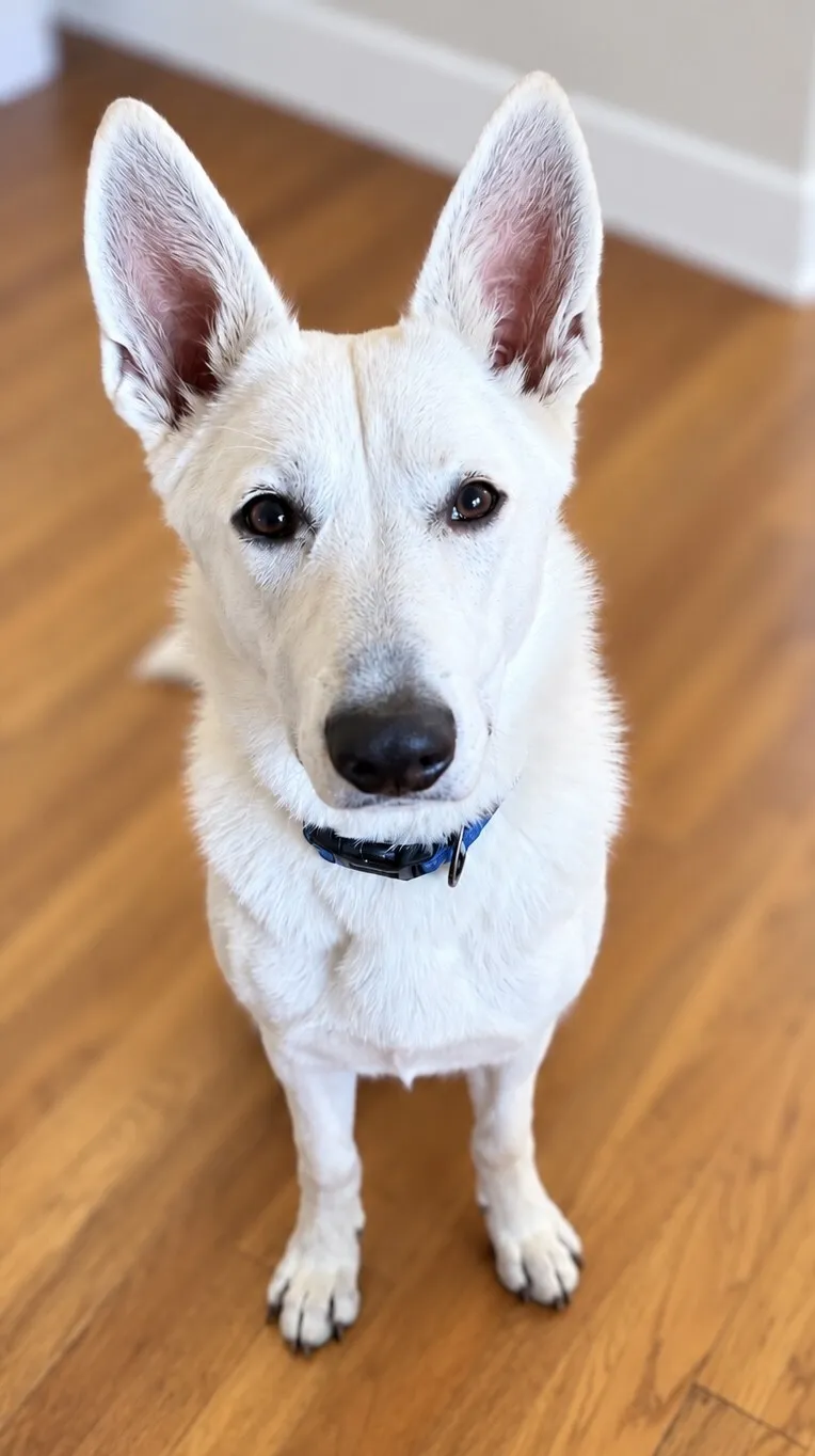 Nova