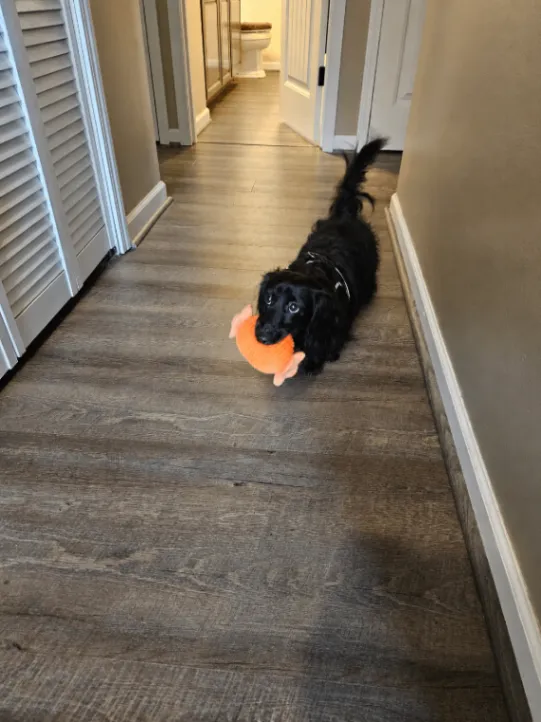 Oscar