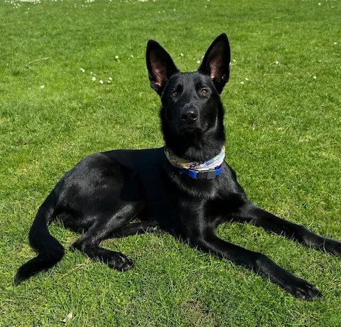 Ryder — Belgian Malinois