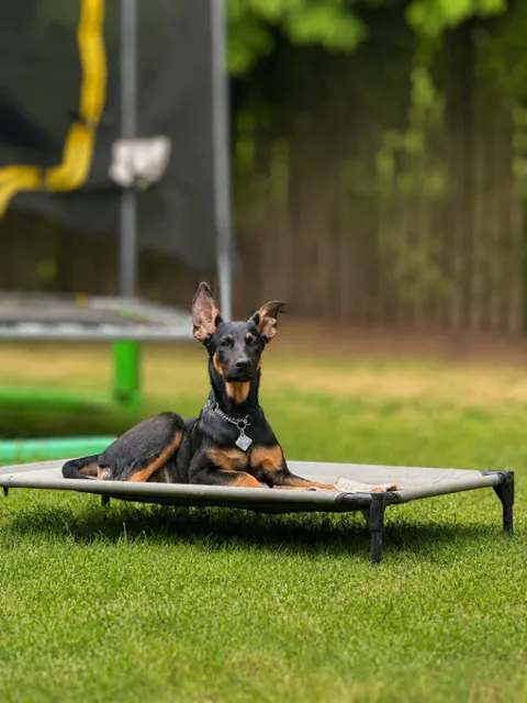 Summit — German Shepherd Dog