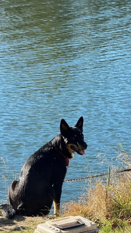 Tala
