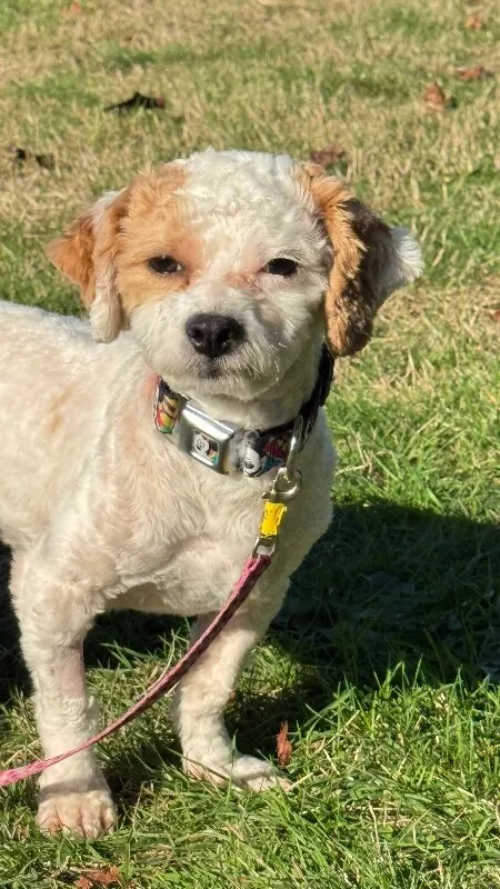 Waffle — Bichon Frise