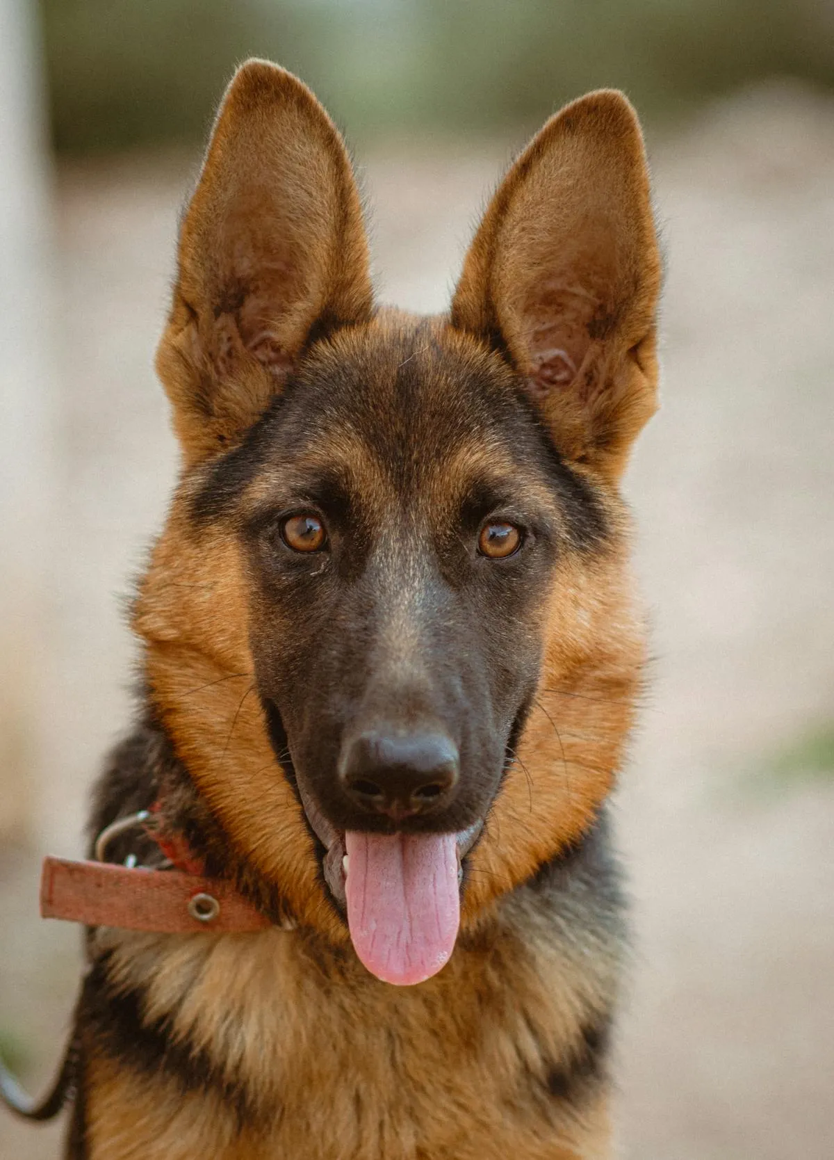 A young German Shepherd with a bright-eyed close-up portrait