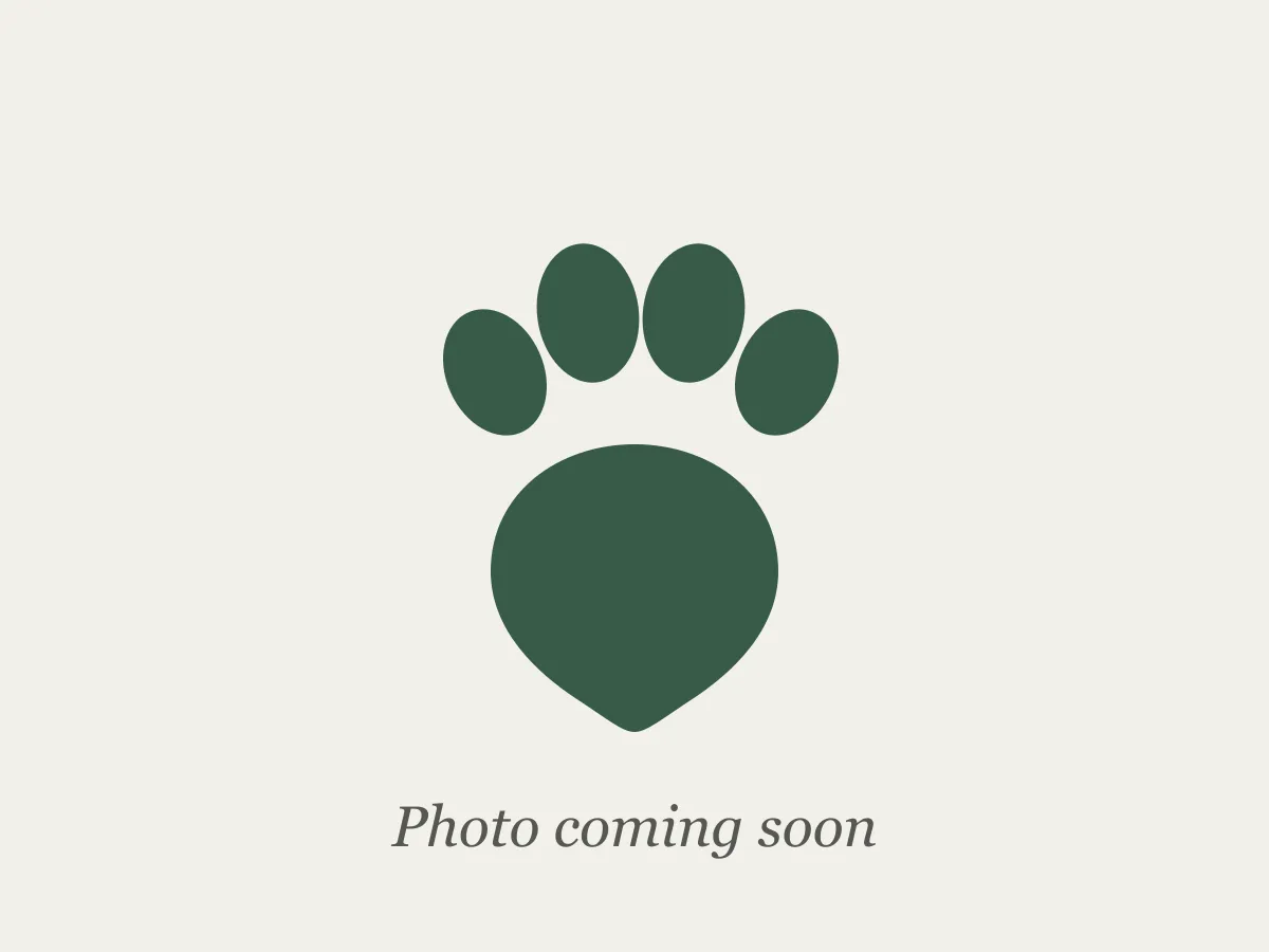 Dahlia — photo coming soon