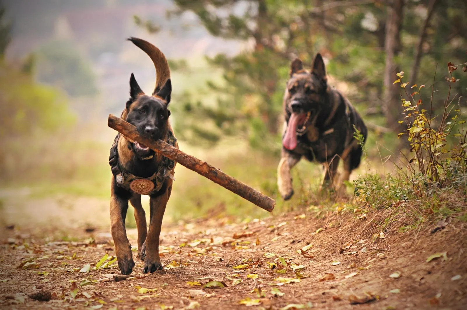 Two German Shepherds running together along a forest path