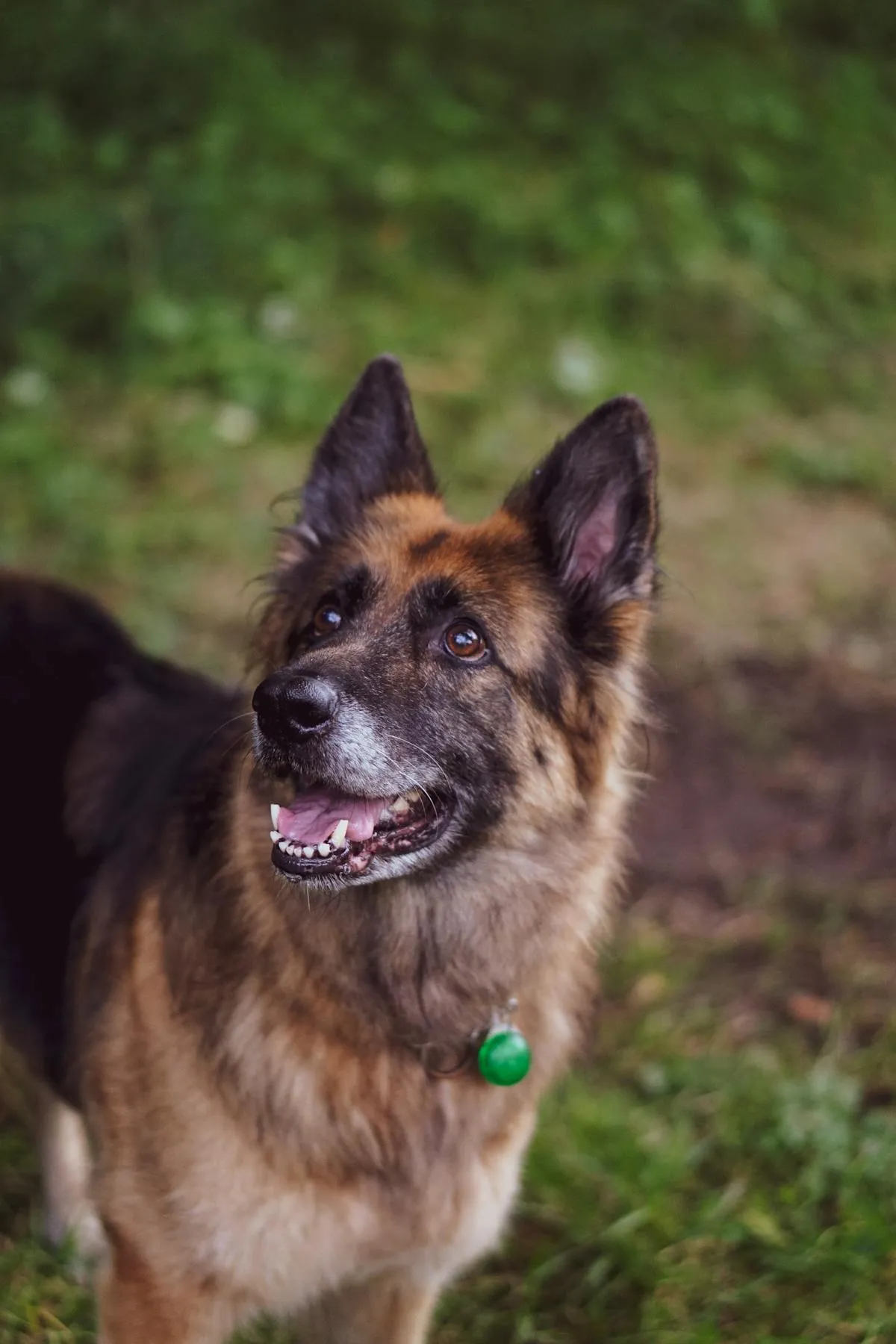 A German Shepherd being examined at the veterinary clinic