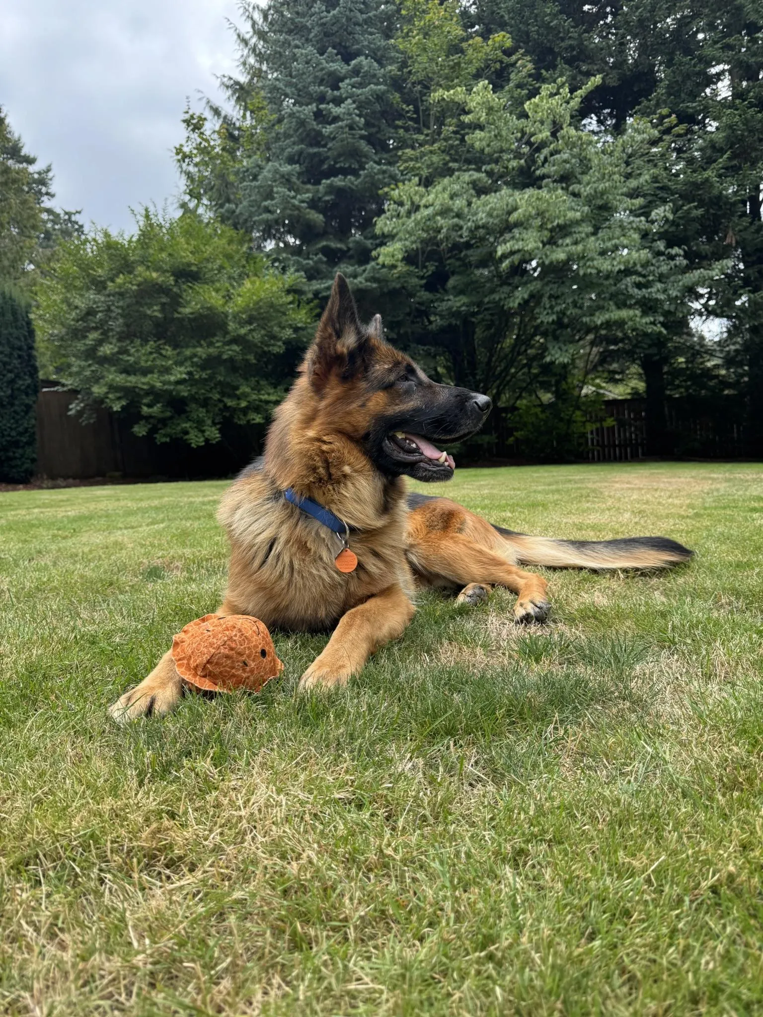A long-coat WGSR rescue shepherd resting in their foster home's backyard