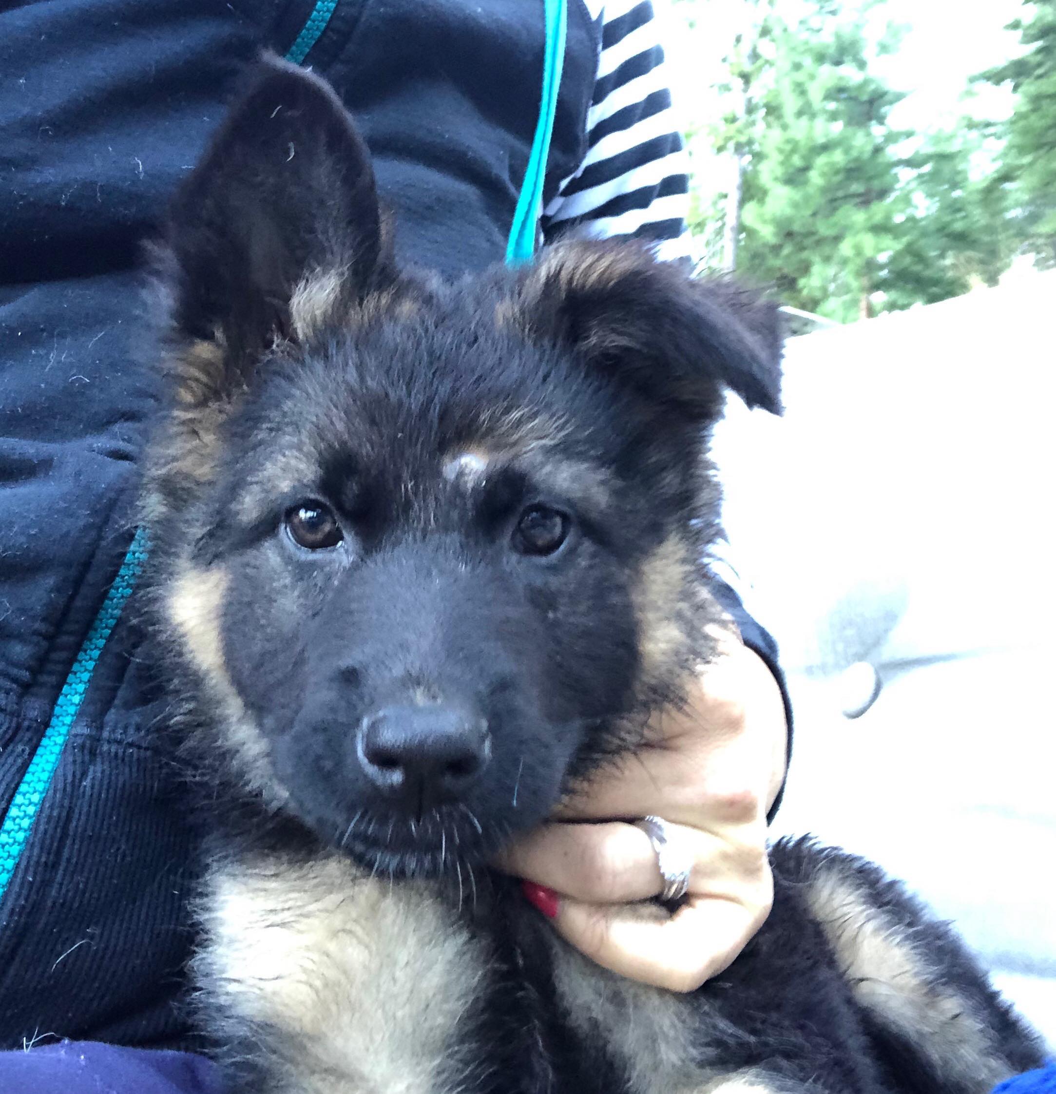 blue german shepherds for adoption